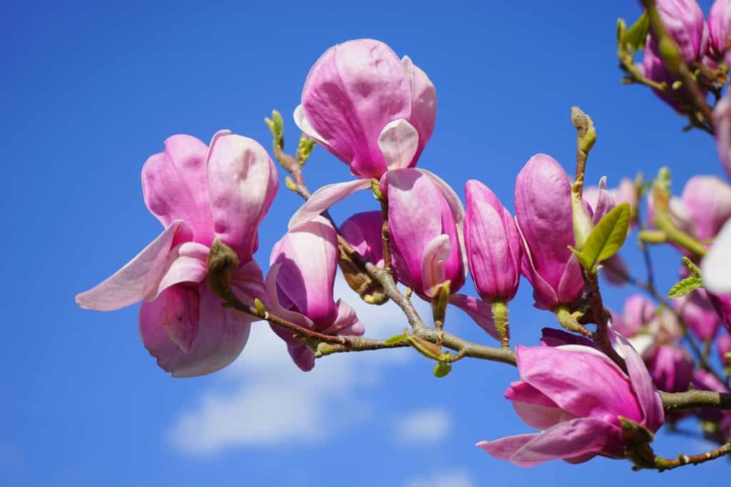 Magnolia flowers