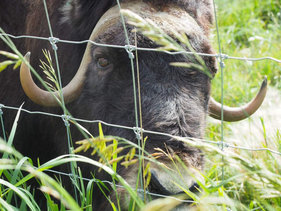 Close-up of the head and curved horns of a Musk Oxen.