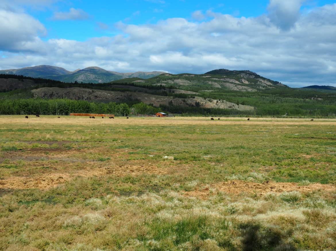 Bison in the far distance grazing on the vast grassland.