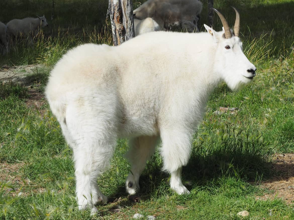 White coloured mountain goats.