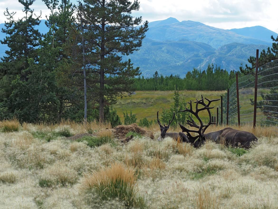 Caribou resting in the sunshine.