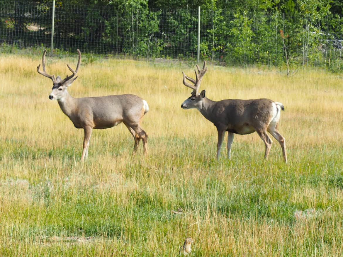 Very alert Mule Deer, with an inquisitive ground squirrel in the foreground.