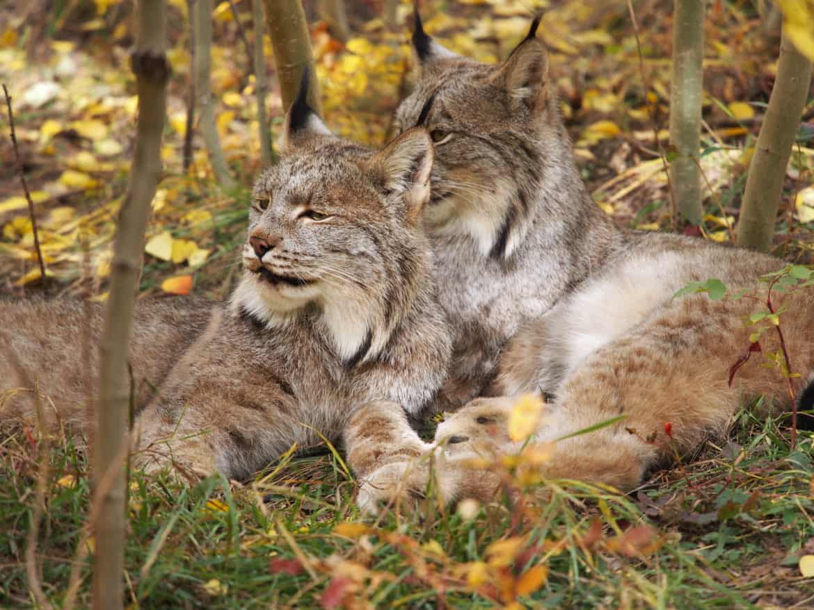 Lynx cats lazing in the sunshine.