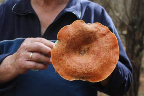 Mushrooms the size of plates are scattered throughout the forest.