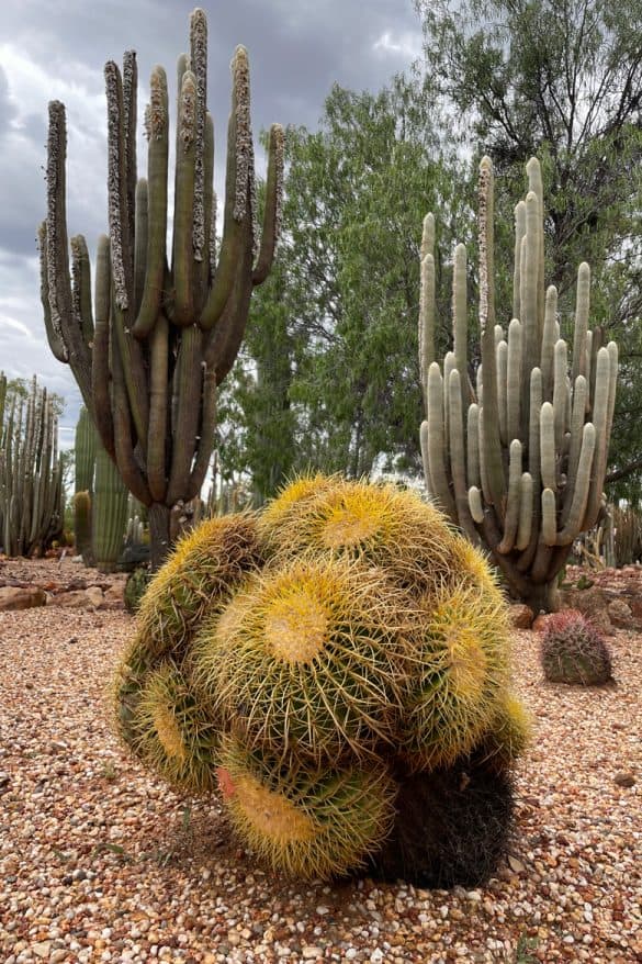 Cacti specimens Lightning Ridge