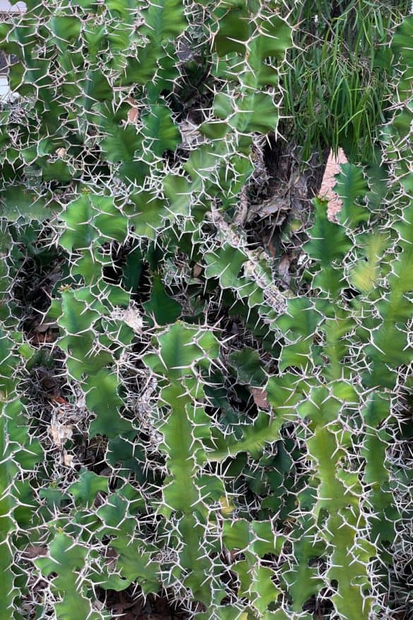 Thorny cactus Lightning Ridge