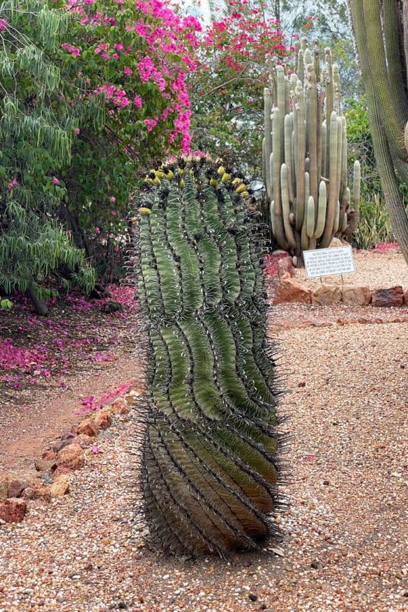 Sculptural cacti Lightning Ridge