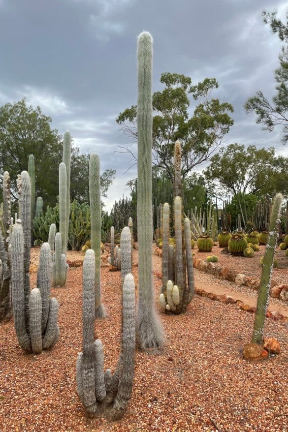 Cacti Bevan's Nursery Lightning Ridge