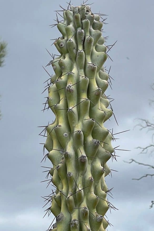 Cactus Lightning Ridge