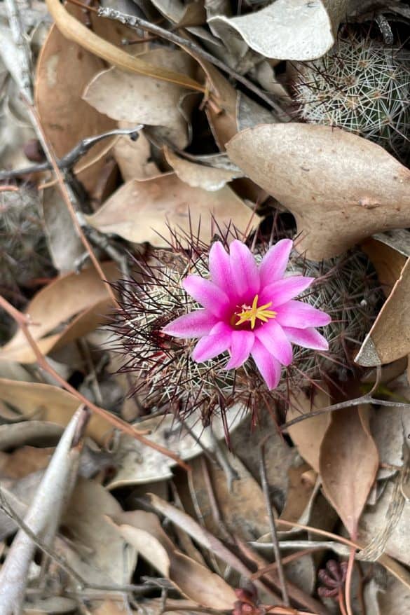 Cactus in Lightning Ridge