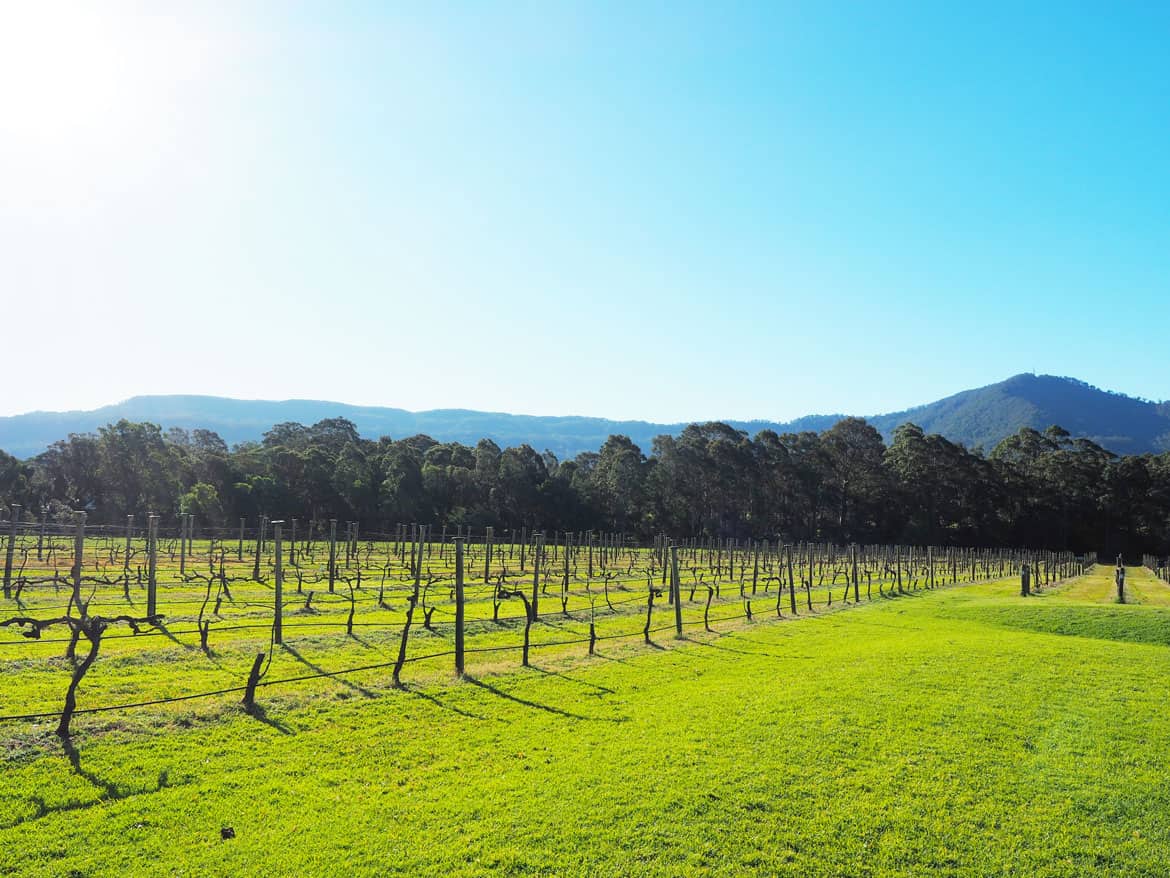 Vines at Cambewarra Estate near Nowra, with Mount Cambewerra in the background.