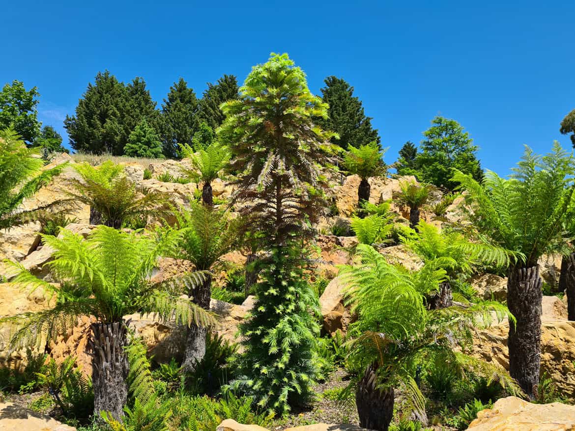 A Wollemi Pine at Mayfield Garden.